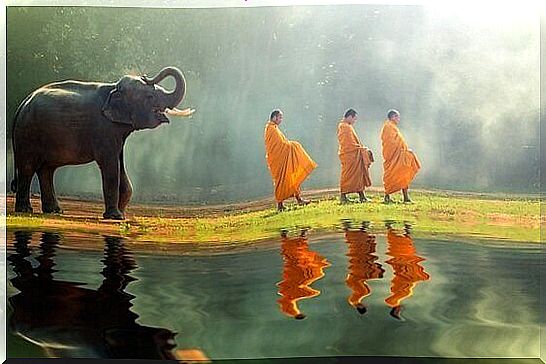 Buddhist monks and elephant