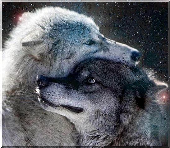 wolves hug