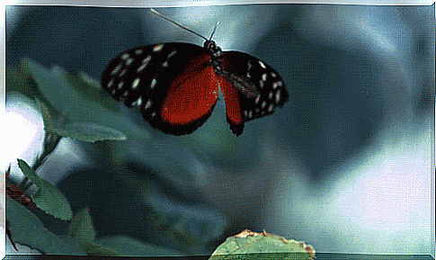 the butterfly fattens