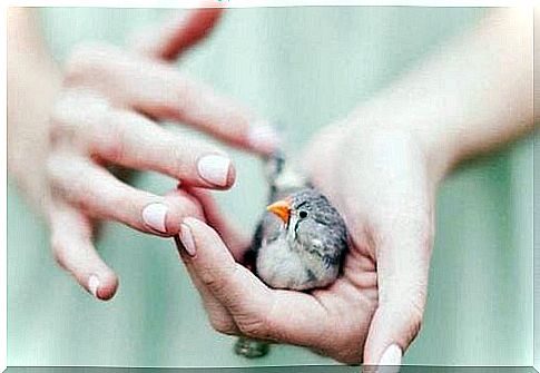 bird in a woman's palm