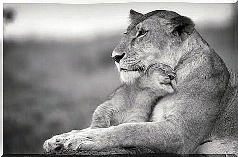 mother and baby lion