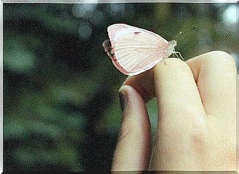 A butterfly with determination on a finger