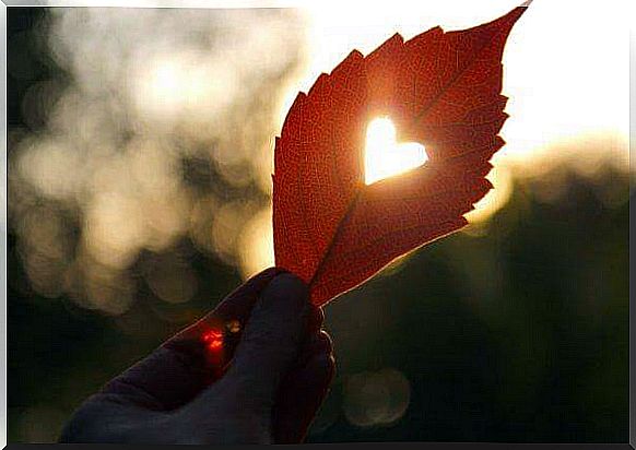 there is a heart-shaped hole in the leaf of the tree