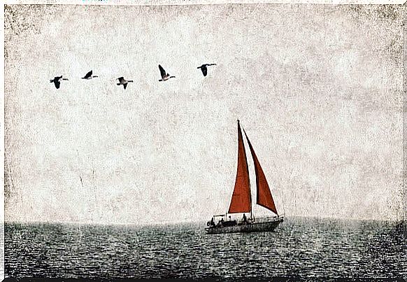 Sailing ship and birds